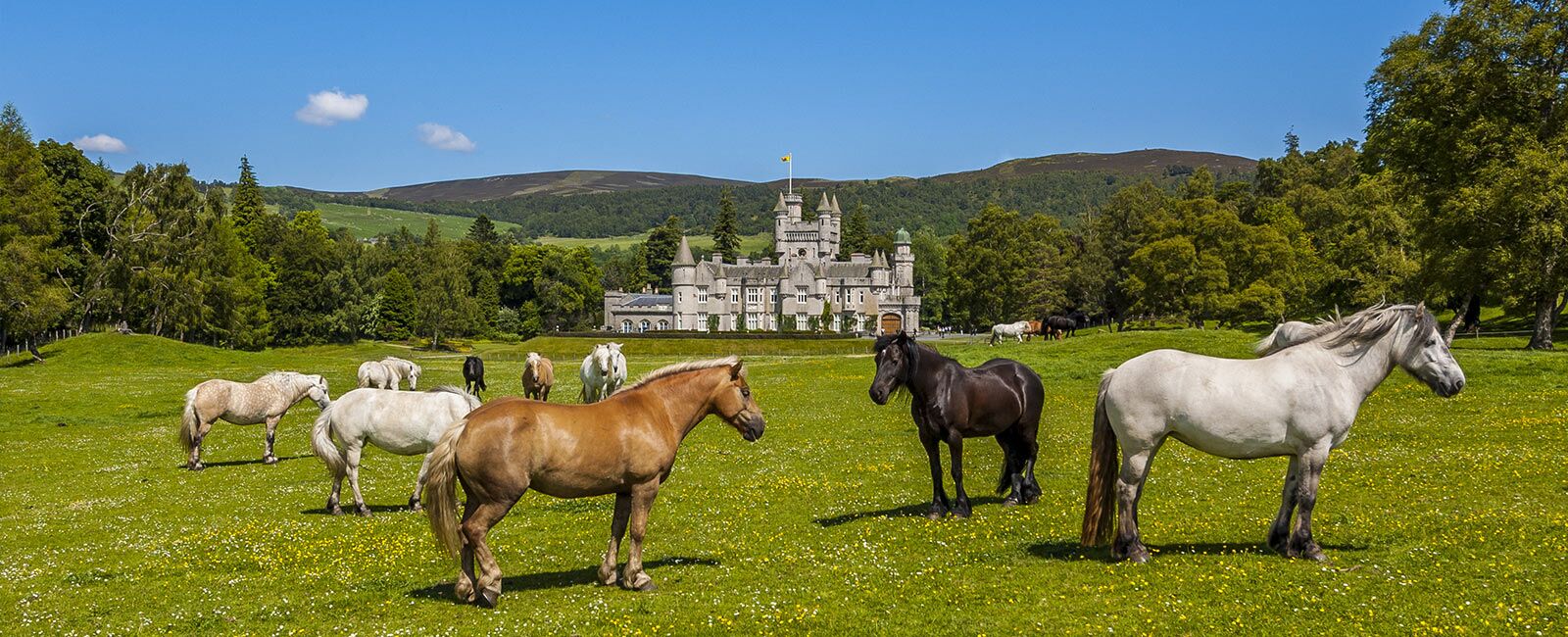 Enjoy birding in Scotland with Hilton Grand Vacations